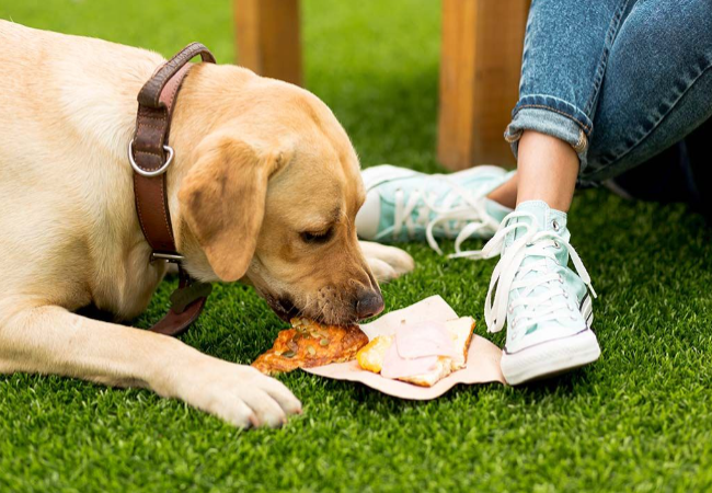 Makanan Manusia Yang Boleh Dan Tidak Boleh Untuk Anjing