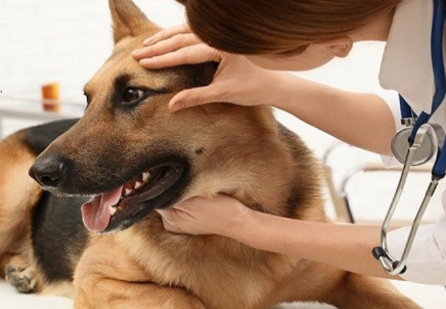 8 Penyakit Mata Yang Umum Pada Anjing