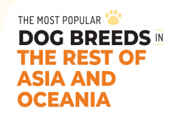 Ras Anjing Yang Paling Populer Di ASIA Dan Oceania