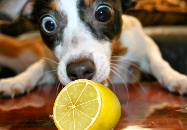 Aroma Citrus Salah Satu Bau Yang Tidak Disukai Anjing