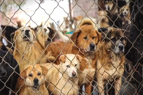 China Rescue Dogs Berhasil Menyelamatkan Lebih Dari 200 Anjing Dari Penyalahgunaan Daging Anjing