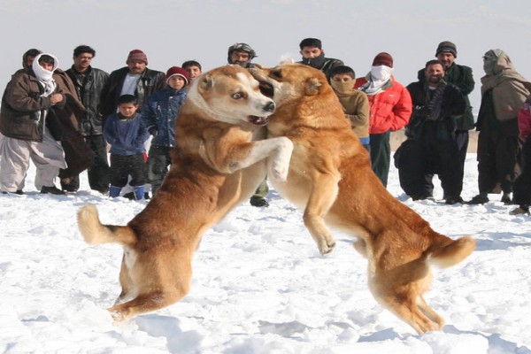 Pertarungan Anjing Di Afghanistan