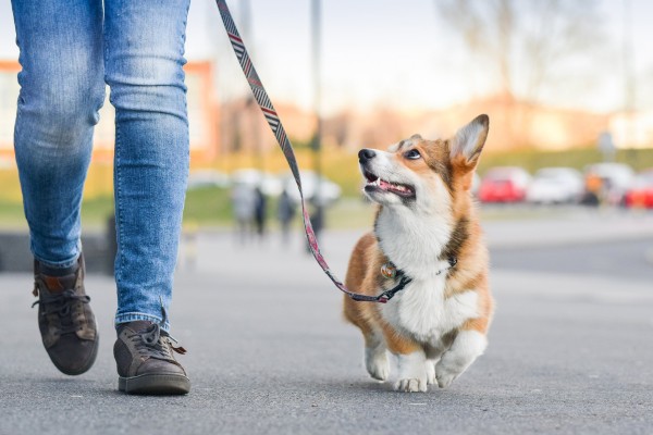 5 Tips Menjaga Kesehatan Persendian Anjing Anda