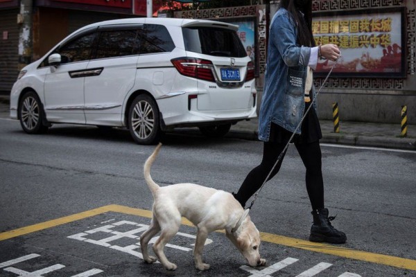 Kabupaten Di China Akan Meninjau Keputusan Untuk Melarang Anjing Berjalan jalan Di Depan Umum