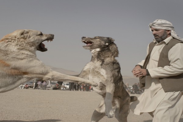 Pertarungan Anjing Di Afghanistan