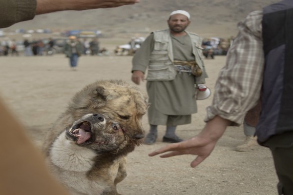 Pertarungan Anjing Di Afghanistan