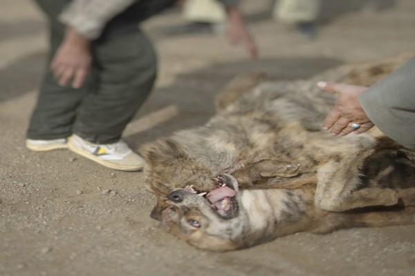 Pertarungan Anjing Di Afghanistan