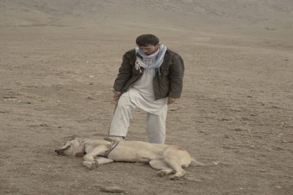 Pertarungan Anjing Di Afghanistan