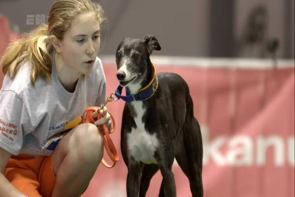 Perkenalkan Anjing Whippet Bernama Spitfire 'the Michael Jordan of Dogs'