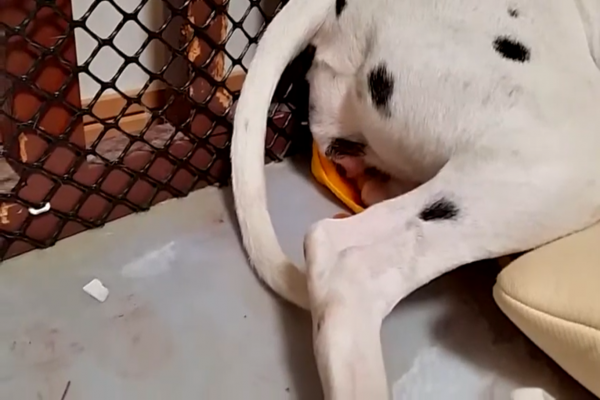 Menegangkan: Proses Melahirkan Seekor Anjing Dalmatian