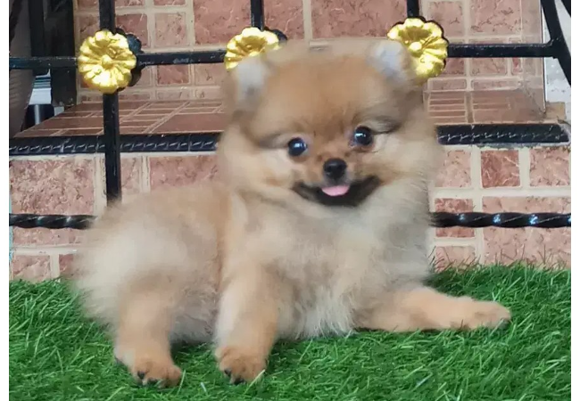 Jual Anjing Pomeranian Betina Sudah Stambum, Lokasi di