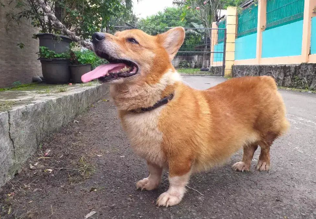 Jual Anjing Corgi Kelamin Jantan Harga Bersahabat, Lokasi di KOTA JAKARTA SELATAN,DKI