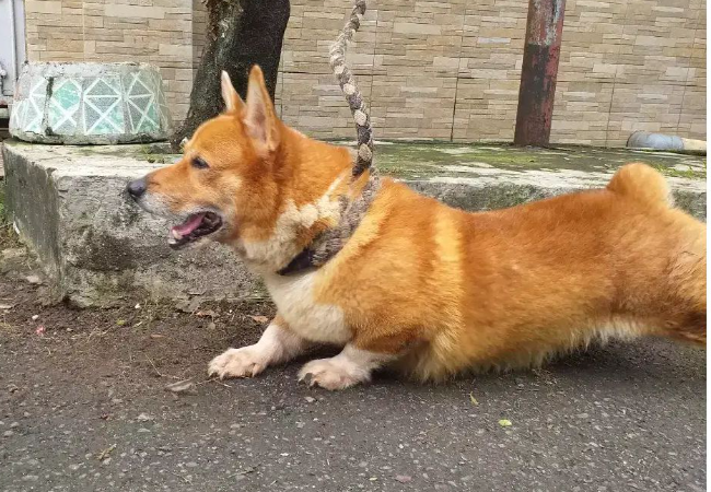 Jual Anjing Corgi Kelamin Jantan Harga Bersahabat, Lokasi di KOTA JAKARTA SELATAN,DKI