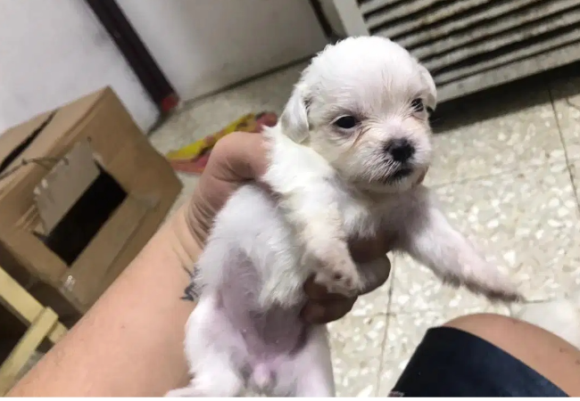 Jual Anjing Anakan Maltese Usia 40 Hari, Lokasi di KOTA JAKARTA TIMUR