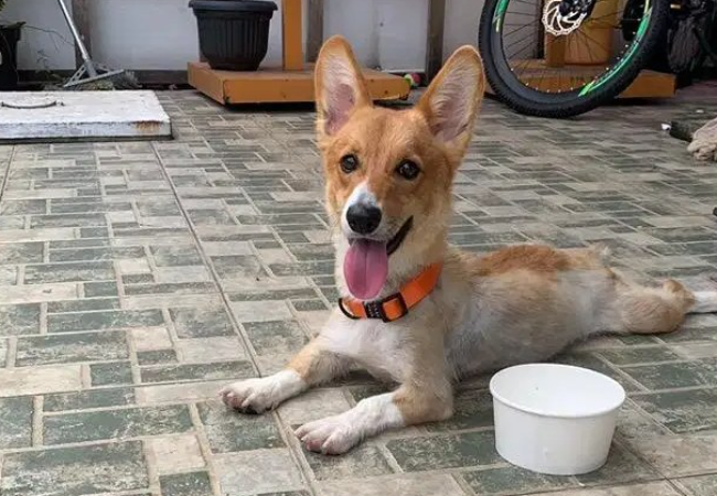 Jual Anjing Corgi Sudah Stambum Vaksin Lengkap Harga Nett, Lokasi di KOTA JAKARTA