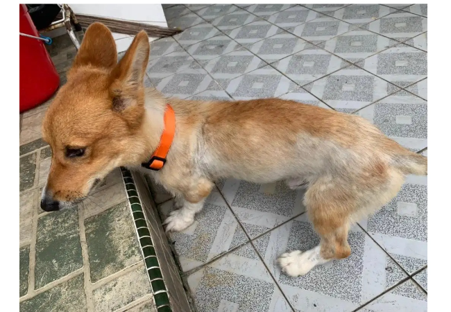 Jual Anjing Corgi Sudah Stambum Vaksin Lengkap Harga Nett, Lokasi di KOTA JAKARTA