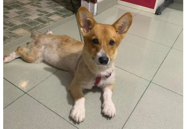 Jual Anjing Corgi Sudah Stambum Vaksin Lengkap Harga Nett, Lokasi di KOTA JAKARTA