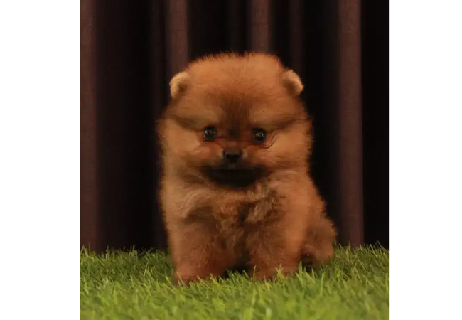 Jual Anjing Pomeranian Jantan Sudah Stambum Vaksin, Lokasi