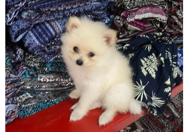 Jual Anjing Pomeranian Jantan Umur 2 Bulan Sudah Vaksin, Lokasi di KOTA DENPASAR,BALI