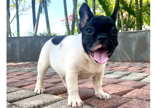 French Bulldog