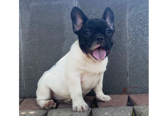 French Bulldog