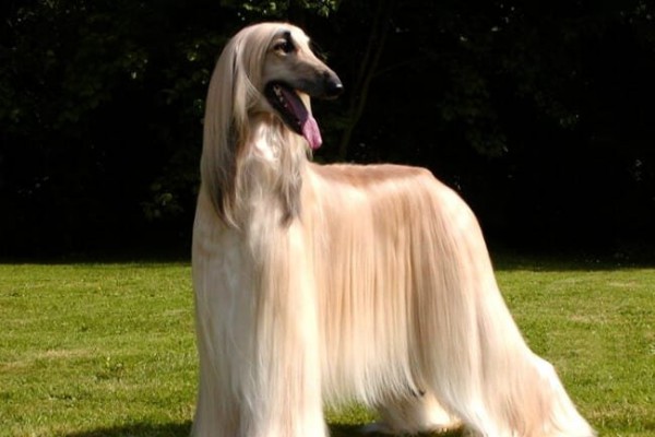 Afghan Hound