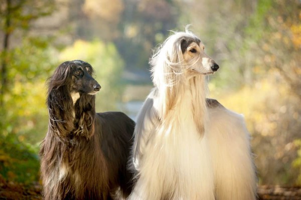 Afghan Hound