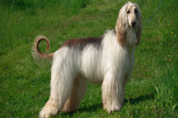 Afghan Hound