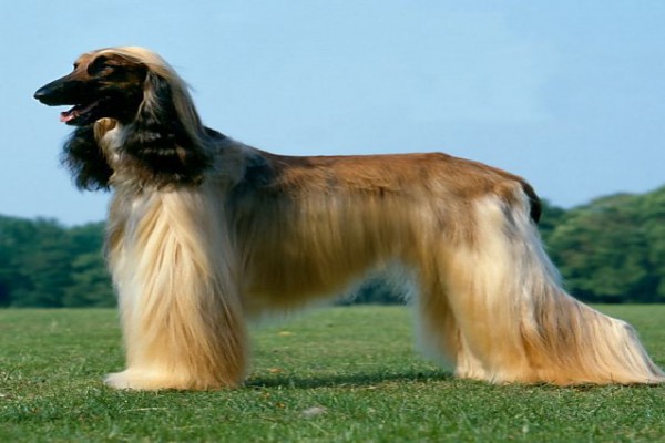 Afghan Hound