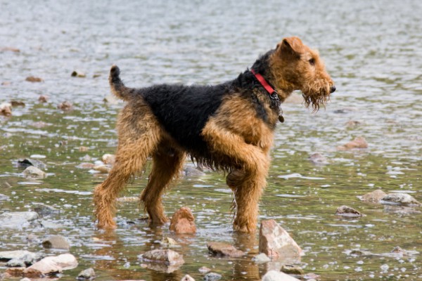 Airedale Terrier