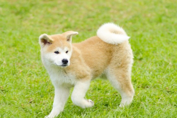 Akita