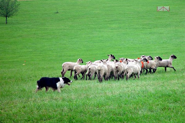 Border Collie