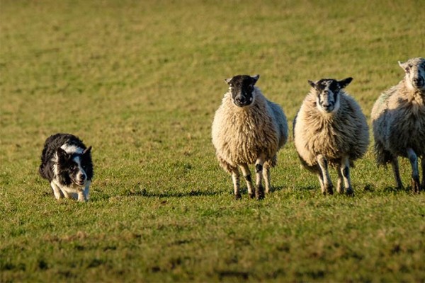 Border Collie