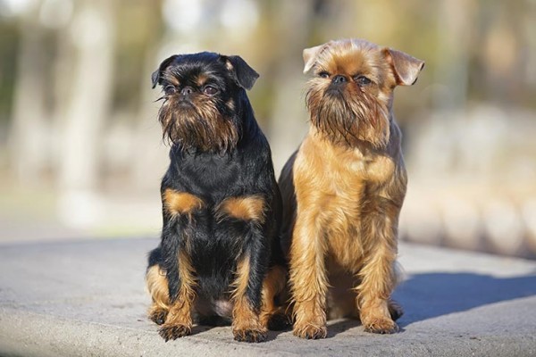 Brussels Griffon