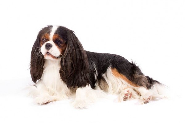 Cavalier King Charles Spaniel