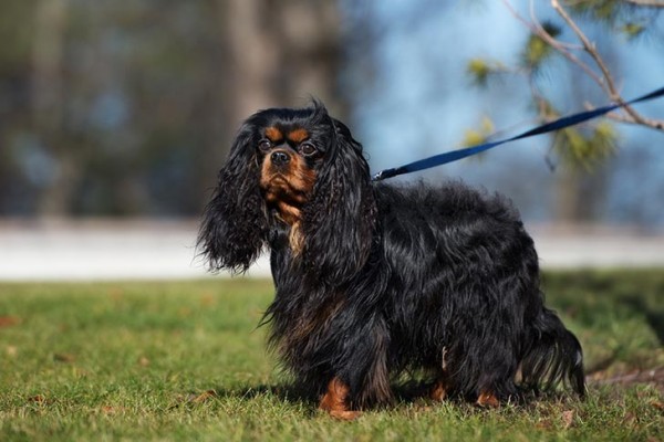 Cavalier King Charles Spaniel