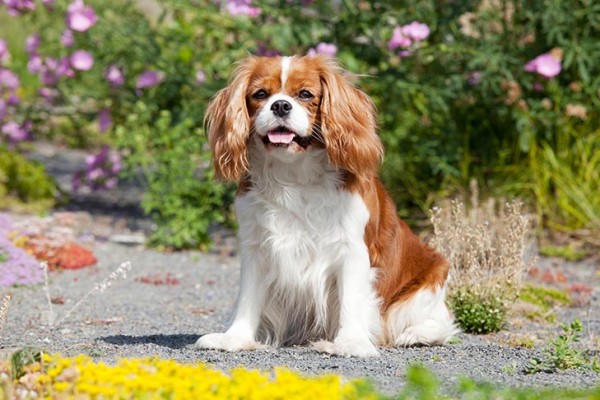 Cavalier King Charles Spaniel