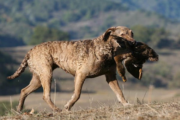 Chesapeake Bay Retriever