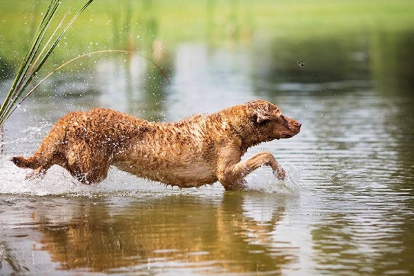 Chesapeake Bay Retriever