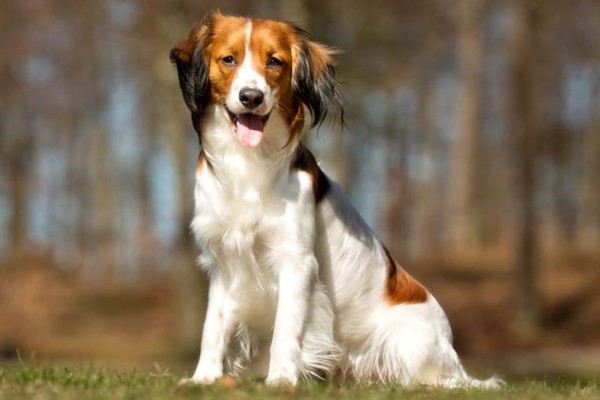 Nederlandse Kooikerhondje