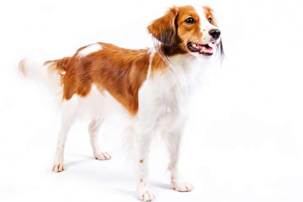 Nederlandse Kooikerhondje