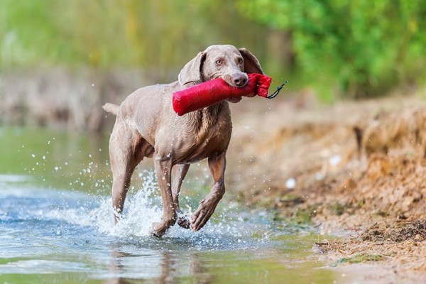 Weimaraner