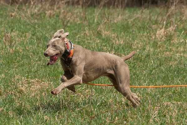 Weimaraner