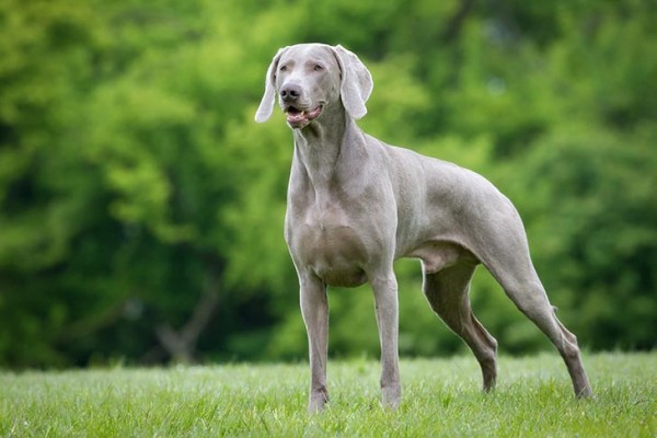 Weimaraner