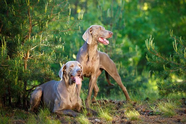 Weimaraner