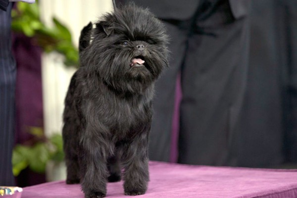 Affenpinscher