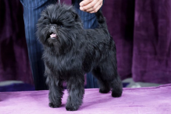 Affenpinscher