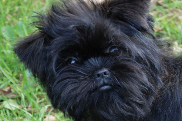 Affenpinscher