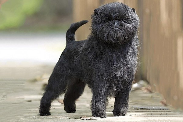 Affenpinscher